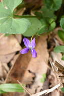 Image of Viola inconspicua Bl.