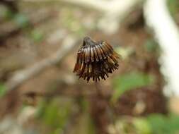 Image of Carpesium divaricatum Sieb. & Zucc.