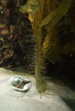 Image of bell hydroid