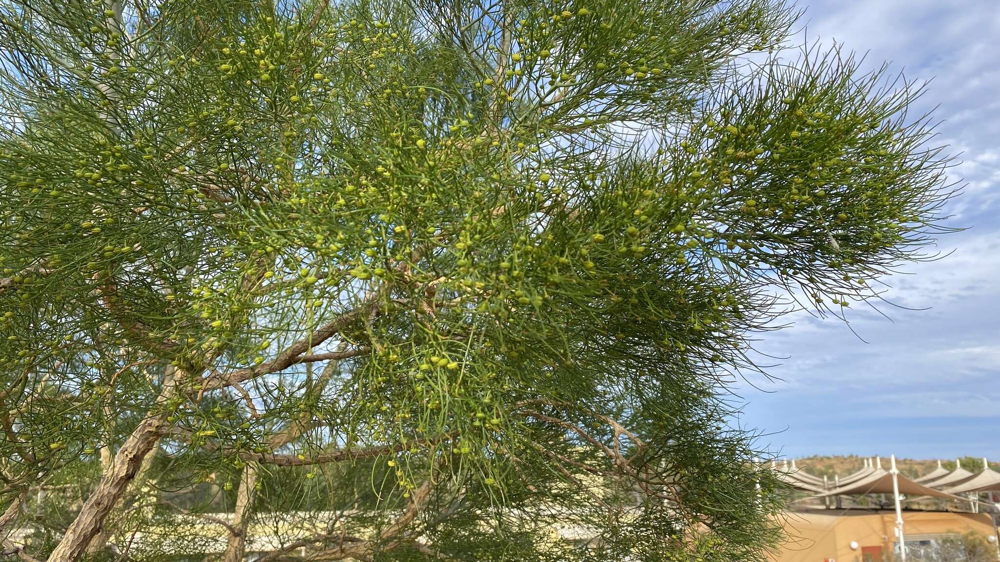 Image de Gyrostemon ramulosus Desf