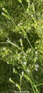 Imagem de Verbena montevidensis Spreng.