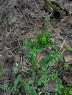 Слика од Cardamine dentata Schult.