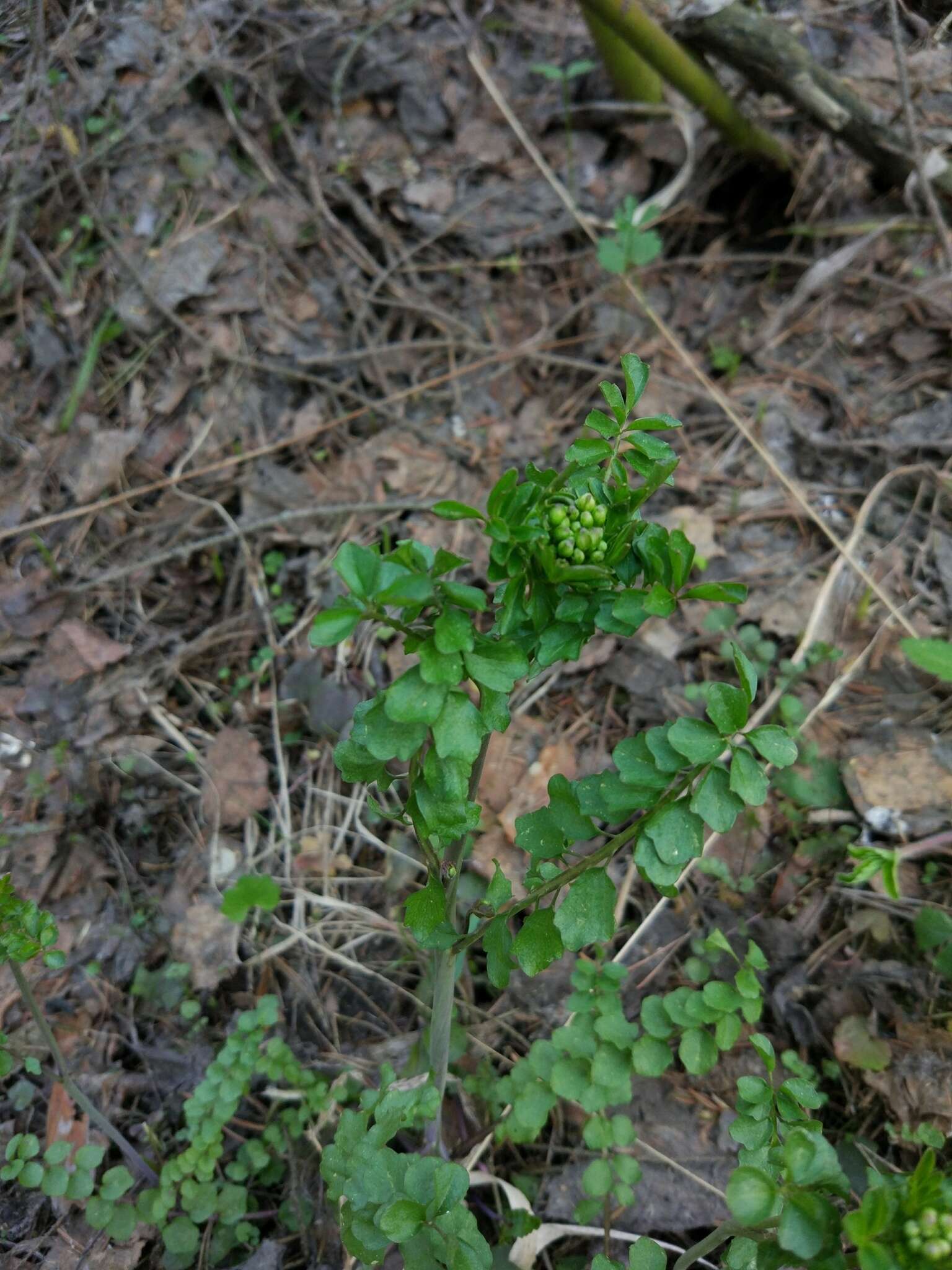 Слика од Cardamine dentata Schult.