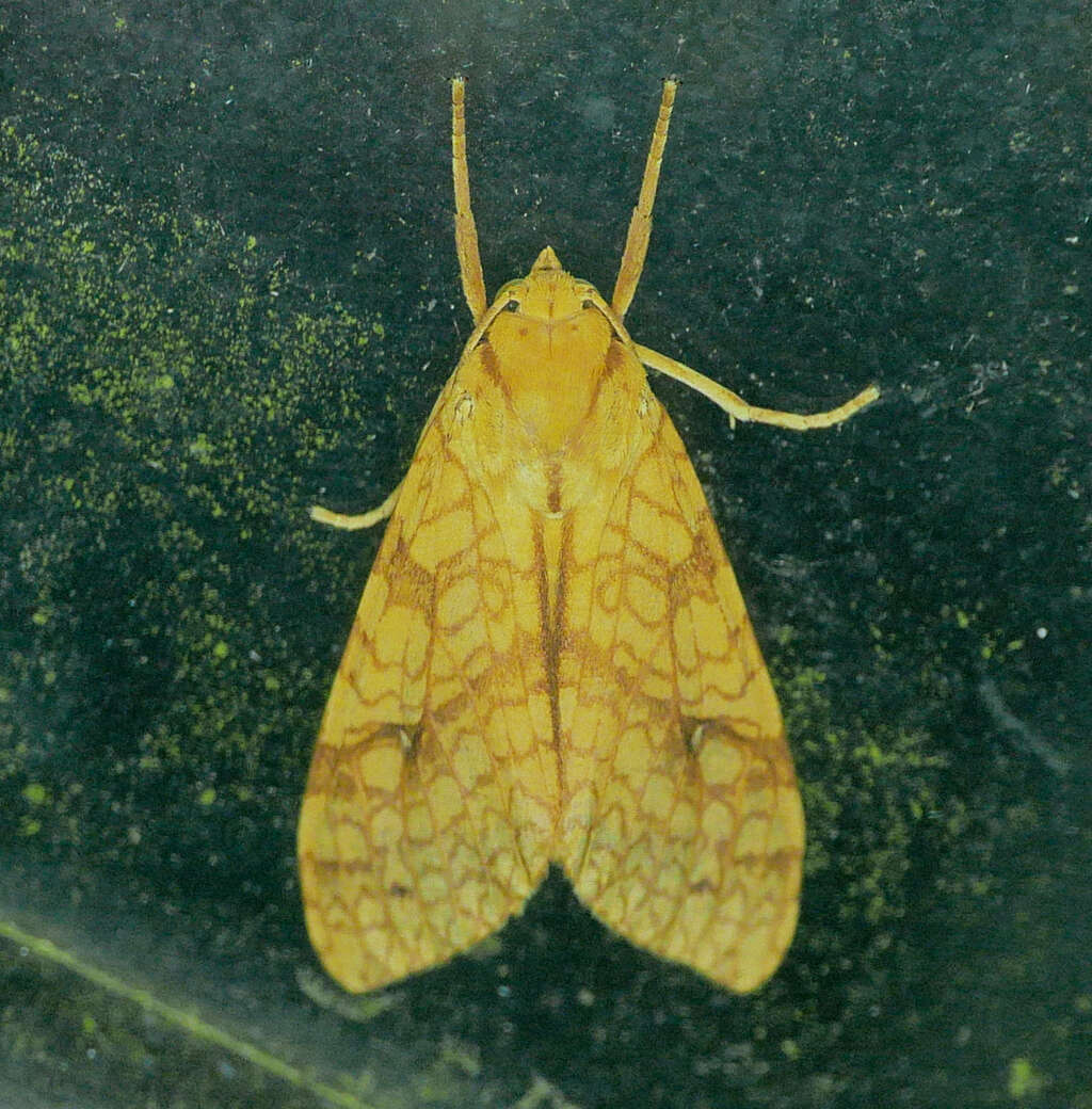 Image of Lophocampa annulosa Walker 1855