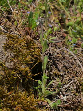 Imagem de Myosotis discolor subsp. dubia (Arrondeau) Blaise