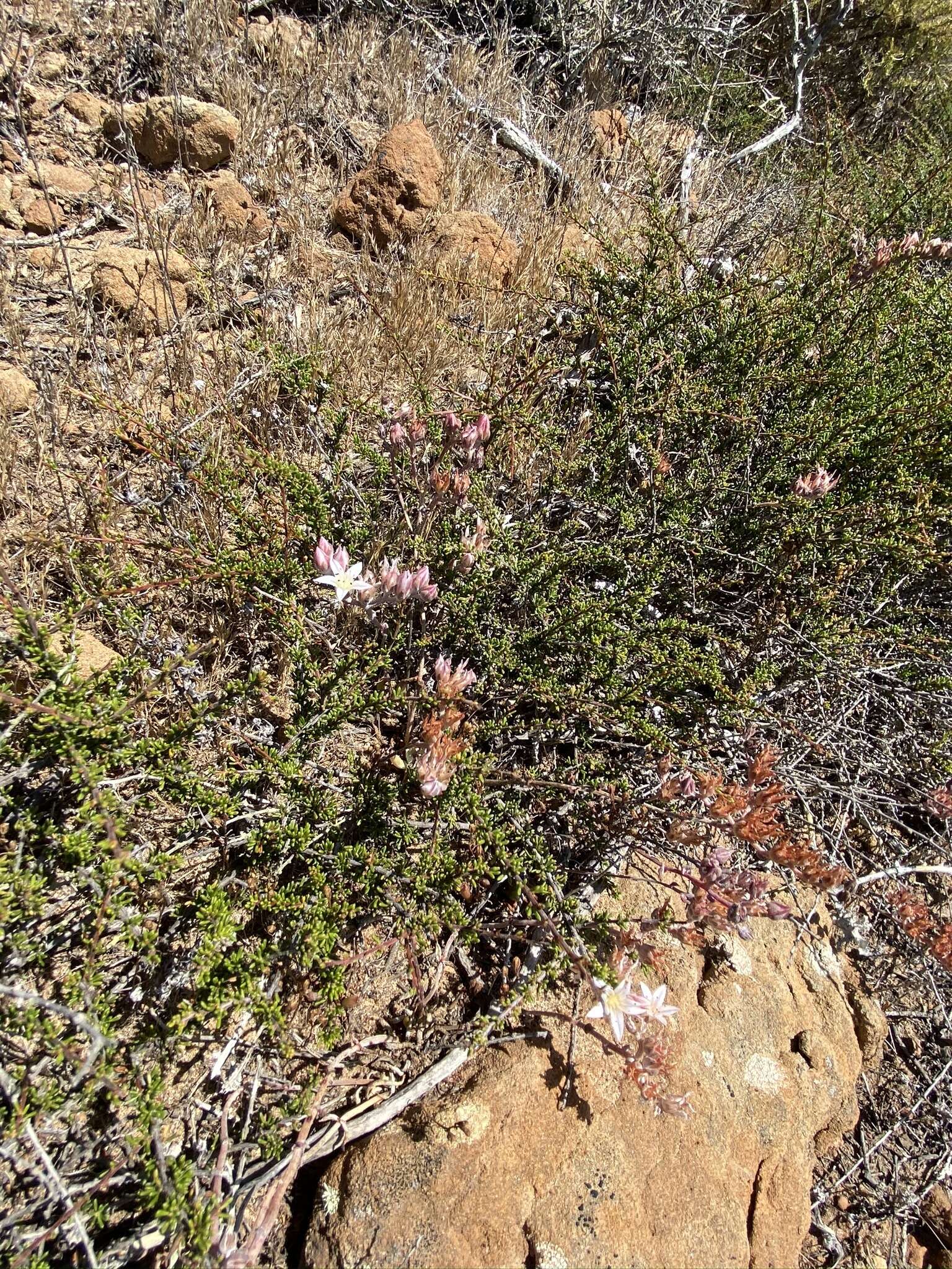 Imagem de Dudleya crassifolia Dodero & M. G. Simpson