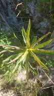 Image of Nevada Goldenrod