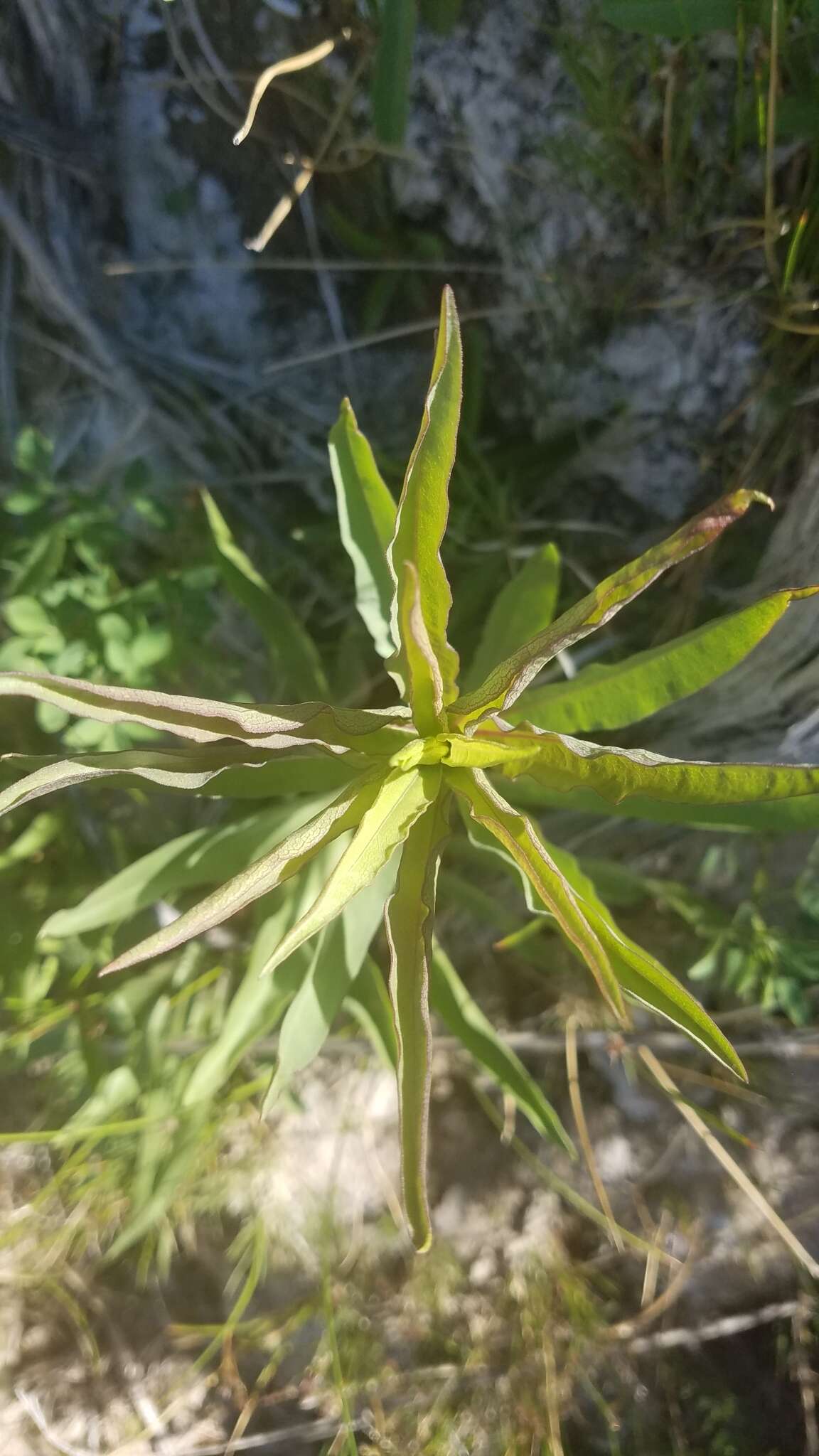 Image of Nevada Goldenrod