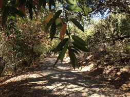 Image of California laurel