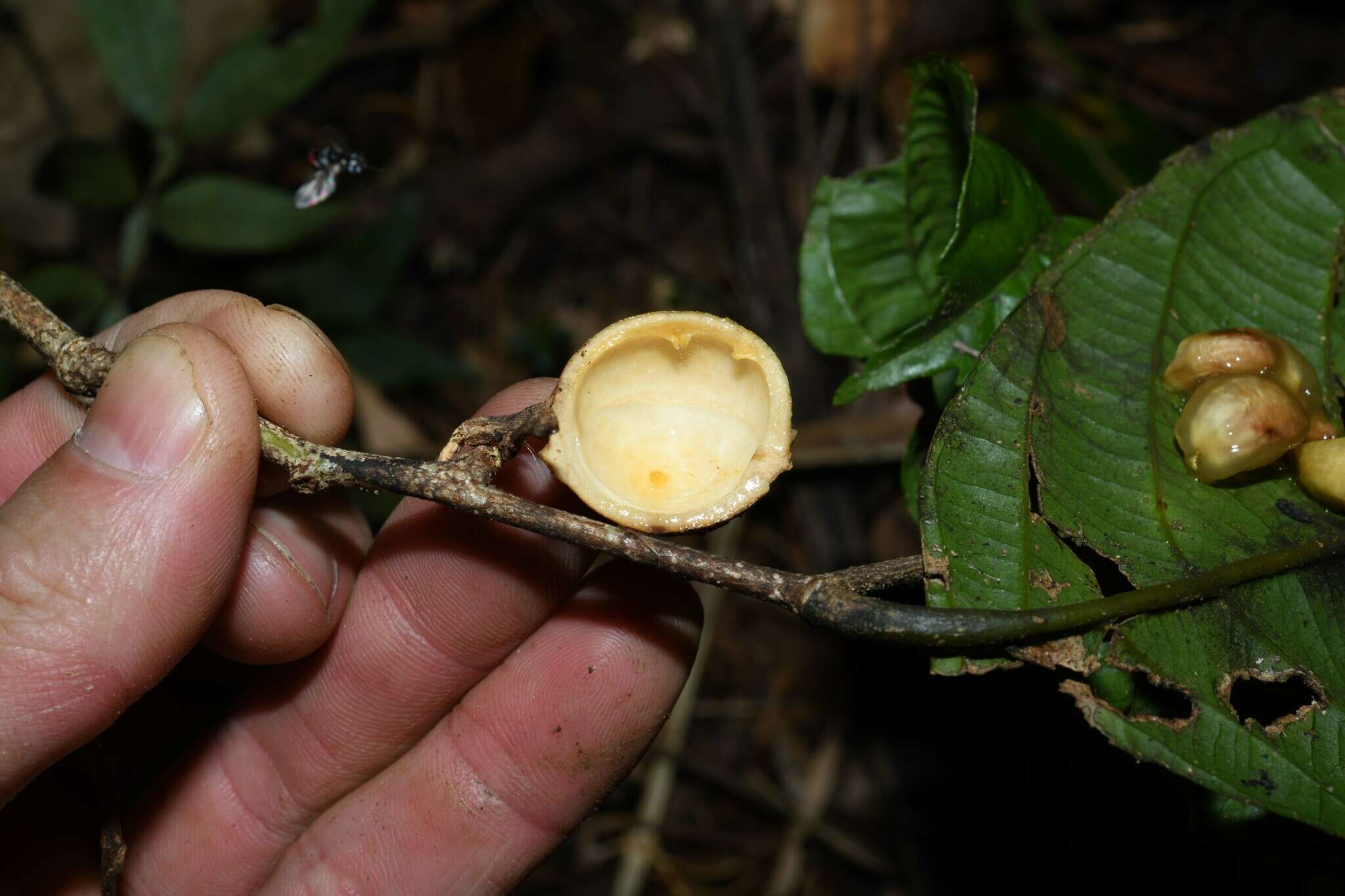 Image of Casearia pitumba H. Sleum.