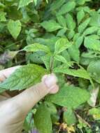 Image of Steele's eupatorium