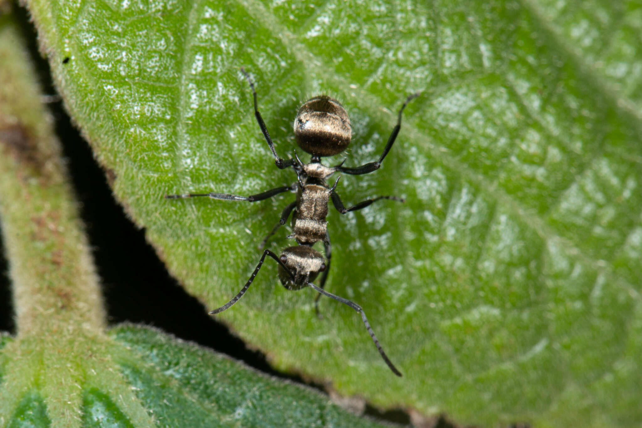 Image de Polyrhachis cupreata Emery 1895