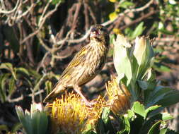 Image of Euplectes capensis capensis (Linnaeus 1766)