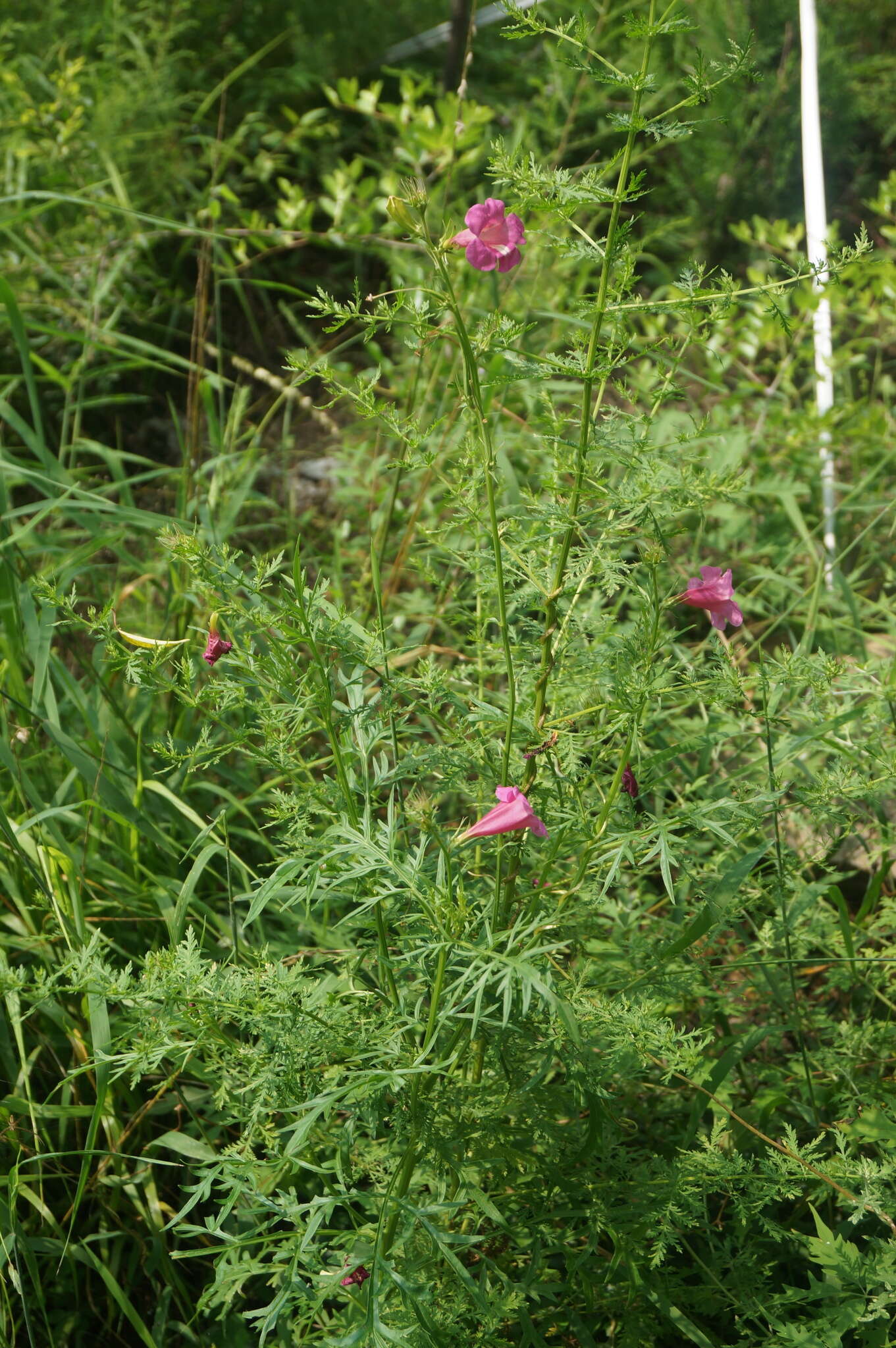 Image of Incarvillea sinensis Lam.