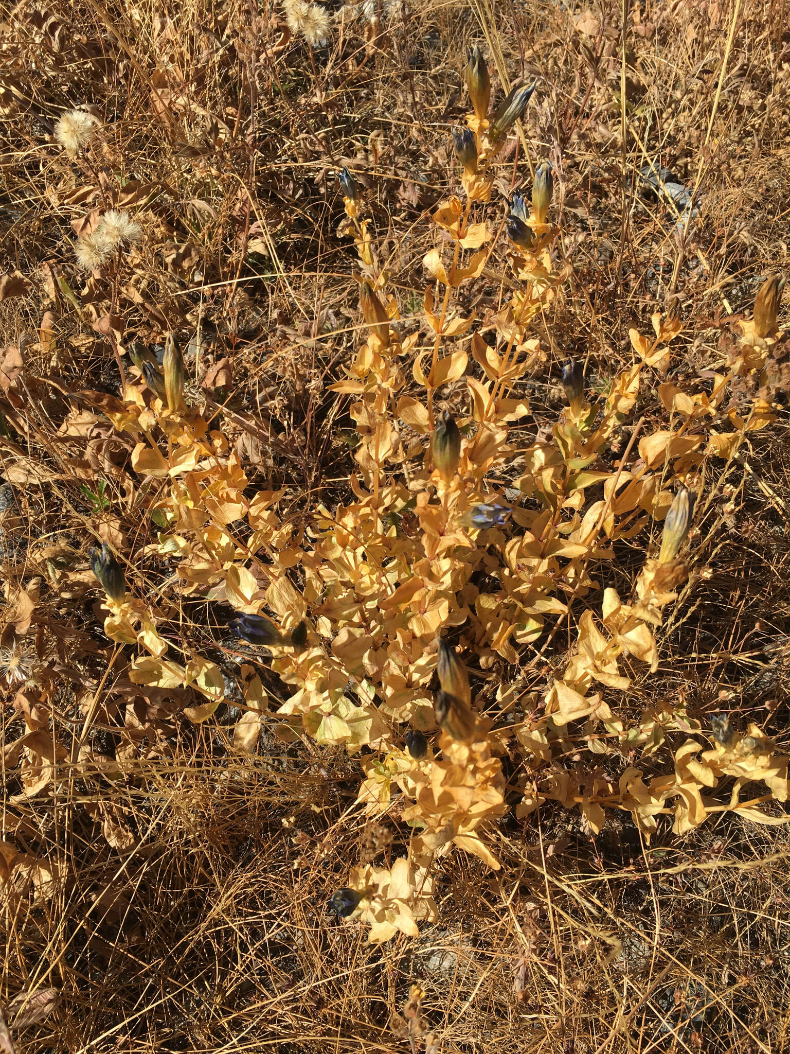 Image of Bog Gentian