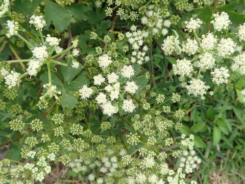 Image of Peucedanum japonicum Thunb.