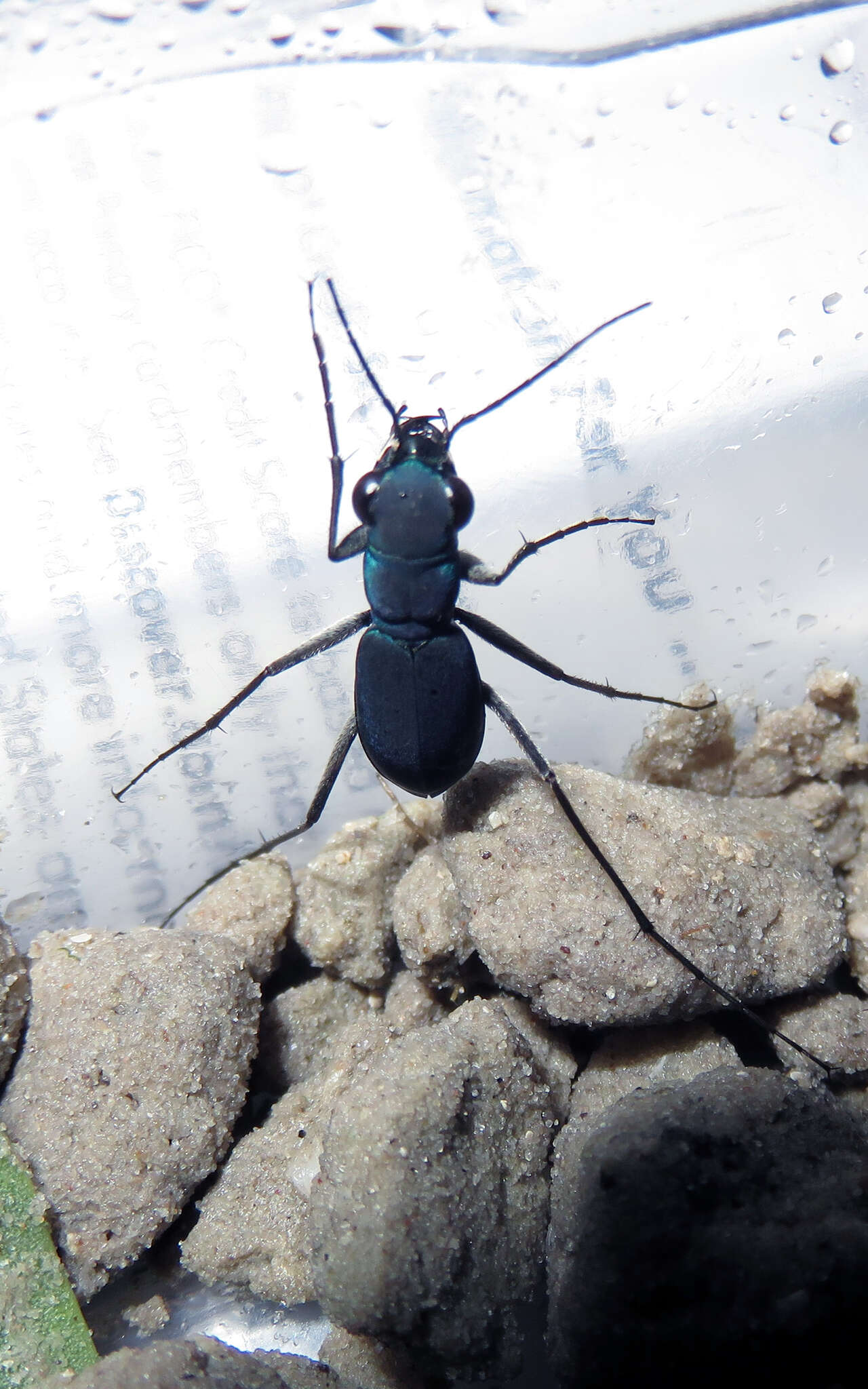 Image of Dromochorus velutinigrens Johnson 1992