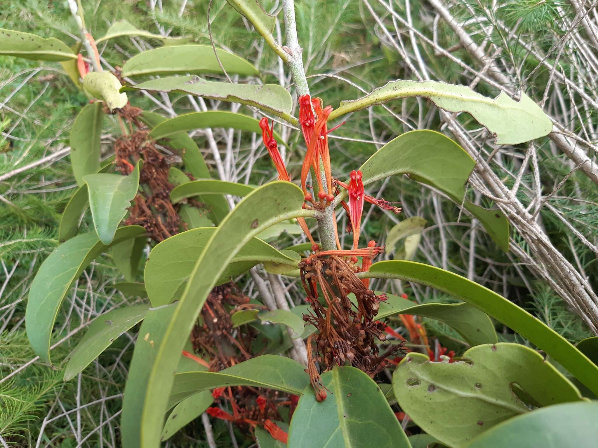 Image of Phragmanthera usuiensis (Oliver) M. G. Gilbert