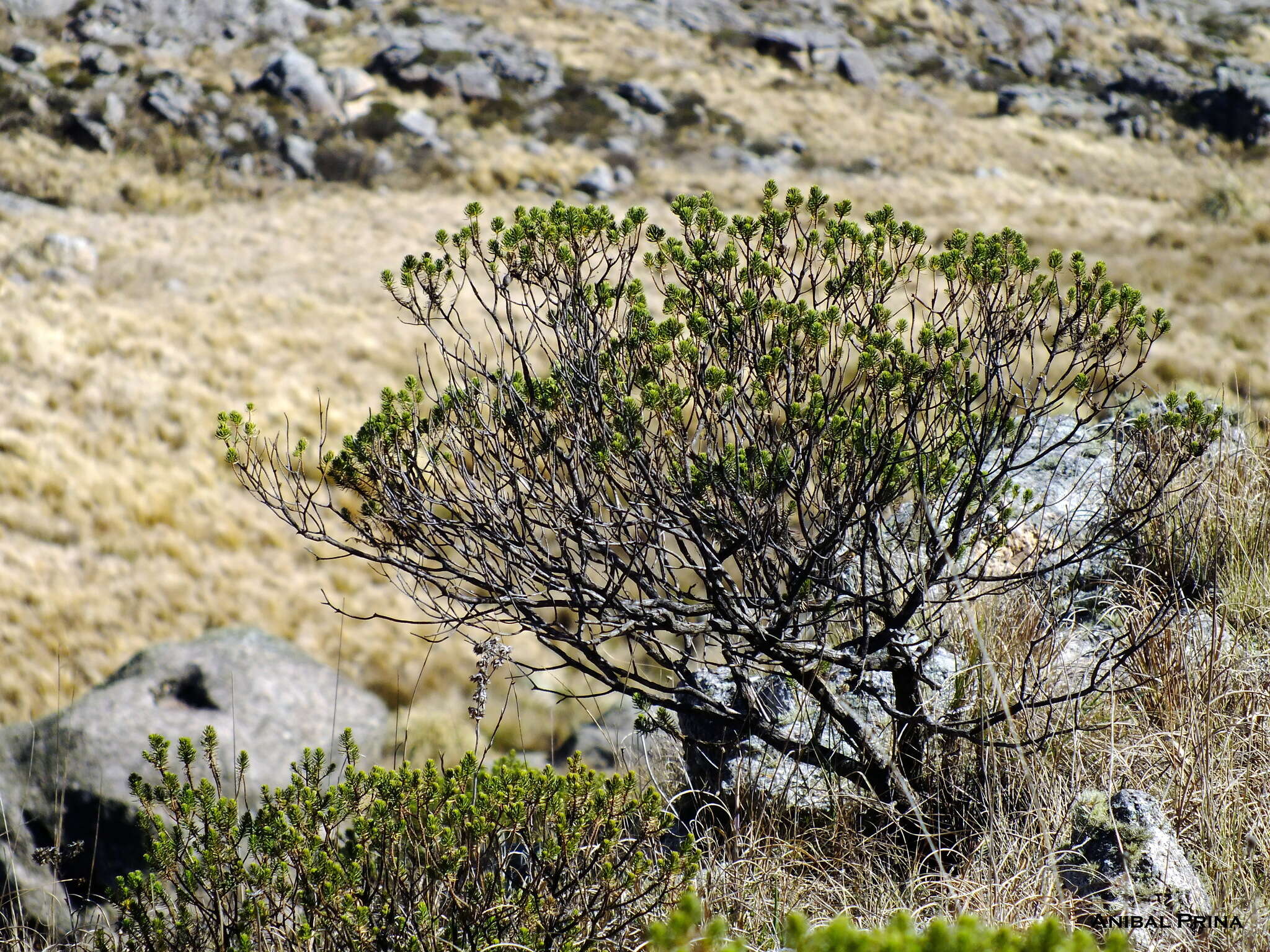 Image of Baccharis aliena (Spreng.) Joch. Müll.