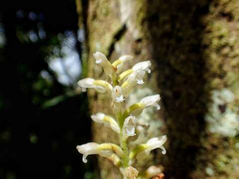 Image de Microchilus plantagineus (L.) D. Dietr.