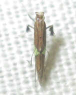 Image of Caloptilia isotoma (Meyrick 1914)