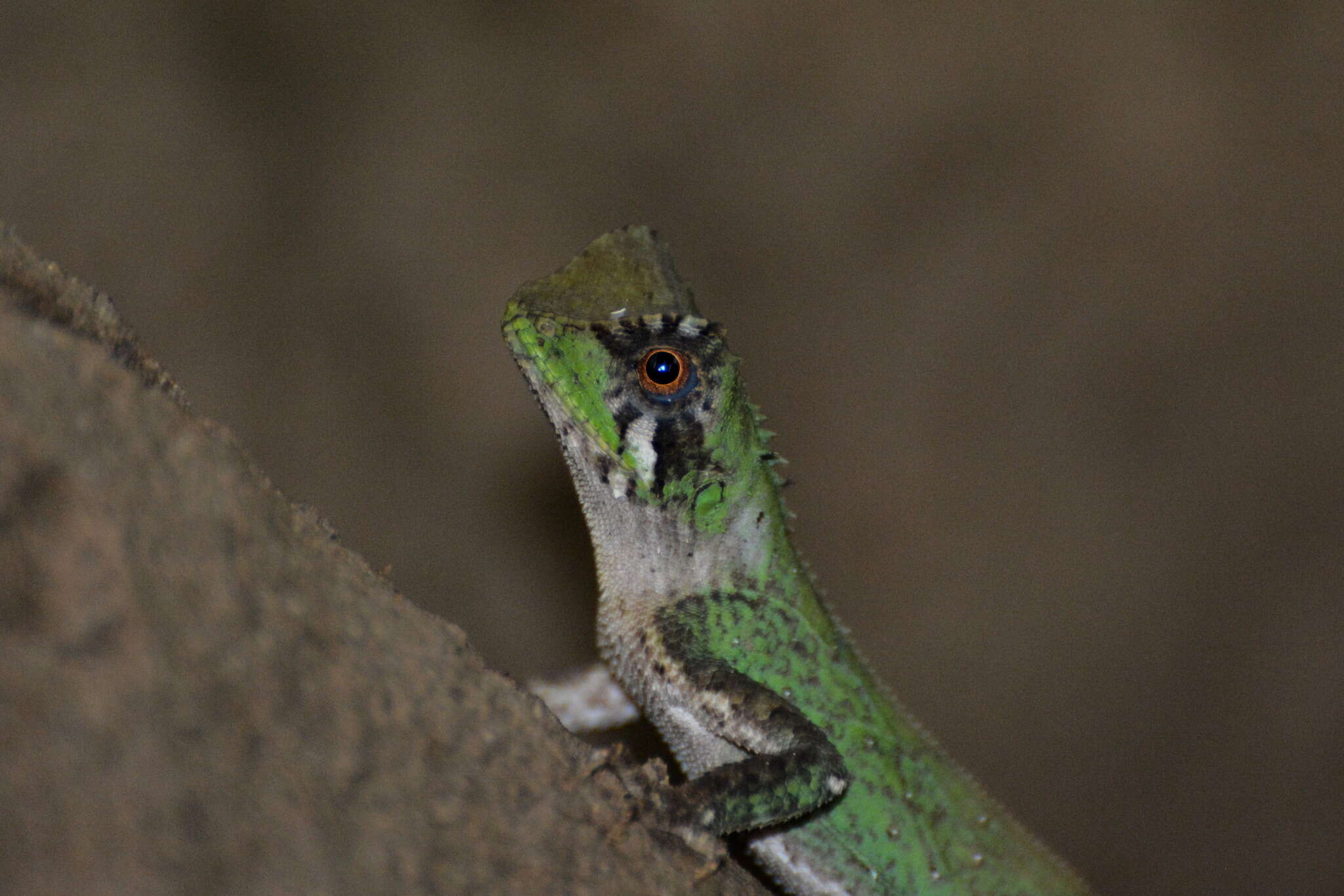 Sivun Acanthosaura coronata Günther 1861 kuva