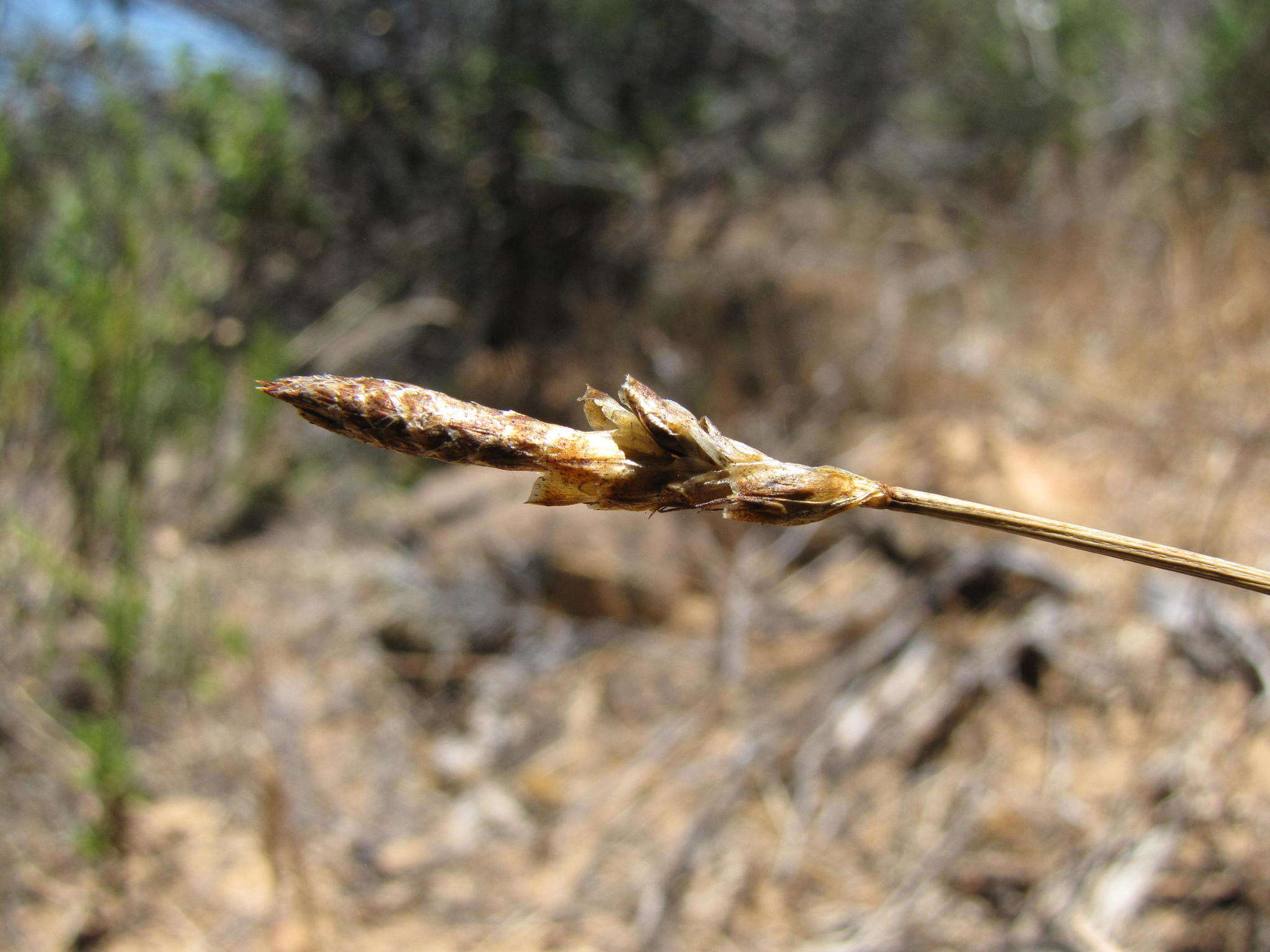 Imagem de Carex acocksii C. Archer