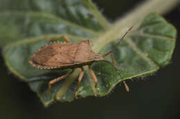 صورة Anasa guttifera Berg 1879