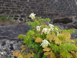 Image of pale corydalis