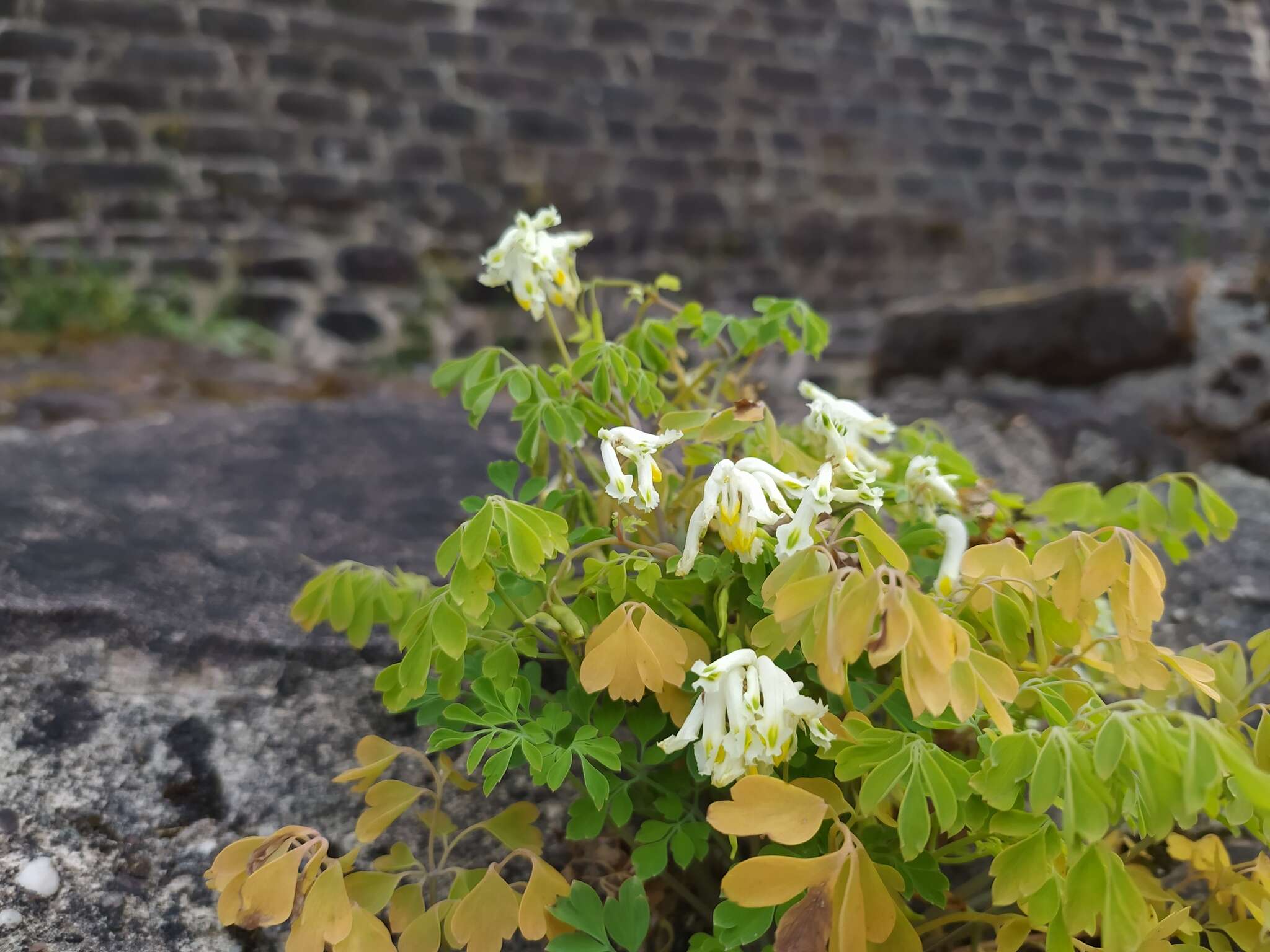 Image of pale corydalis