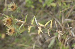 Image of Carlina biebersteinii subsp. brevibracteata (Andrae) K. Werner