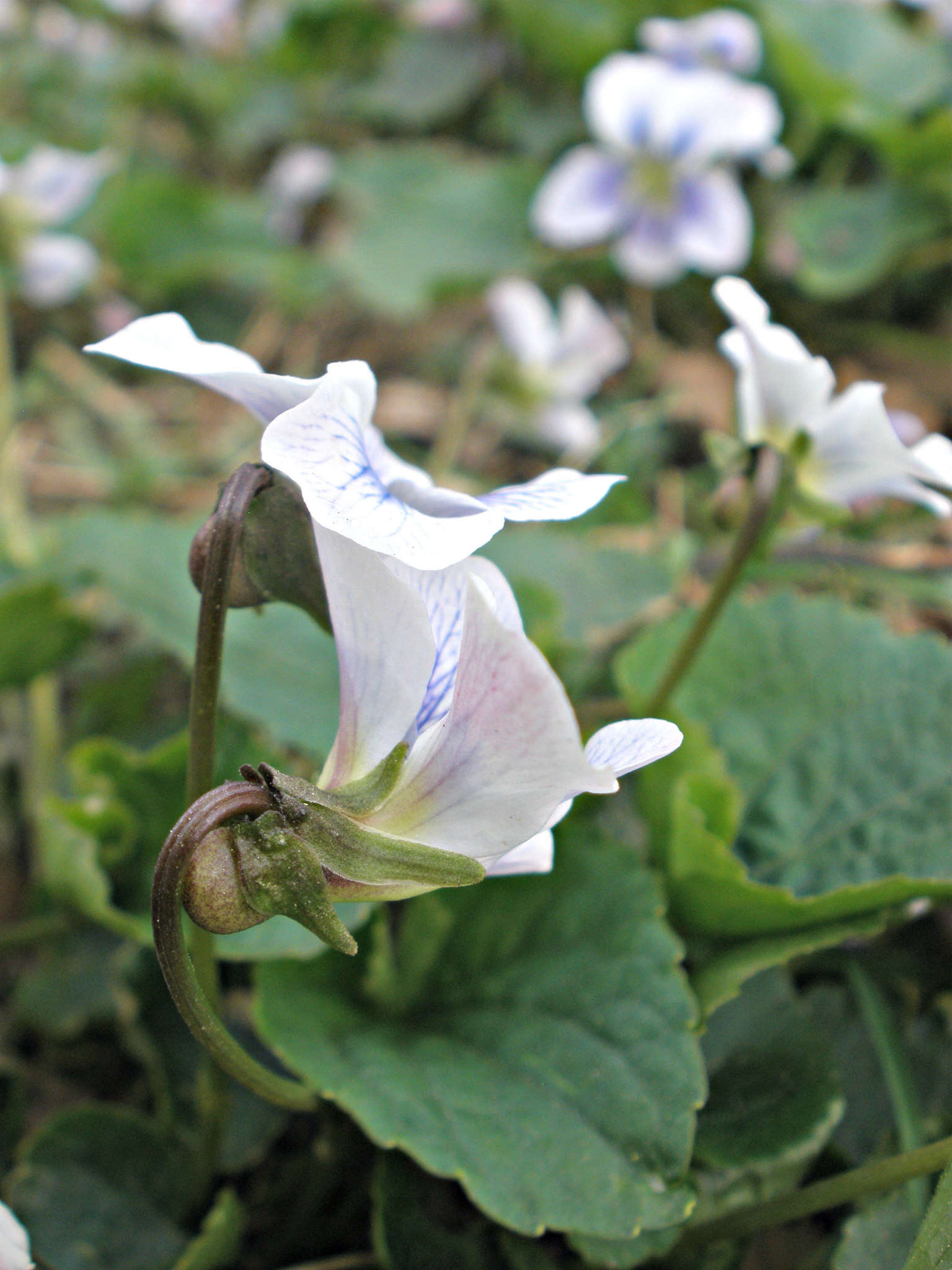 Image of Viola sororia f. priceana (Pollard) Cooperr.