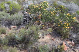 Image of Leucospermum utriculosum Rourke