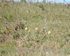 Image of <i>Helichrysum <i>aureum</i></i> var. aureum