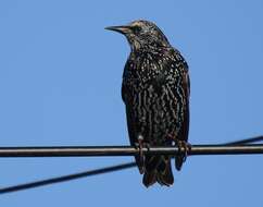 Image of Sturnus vulgaris granti Hartert 1903