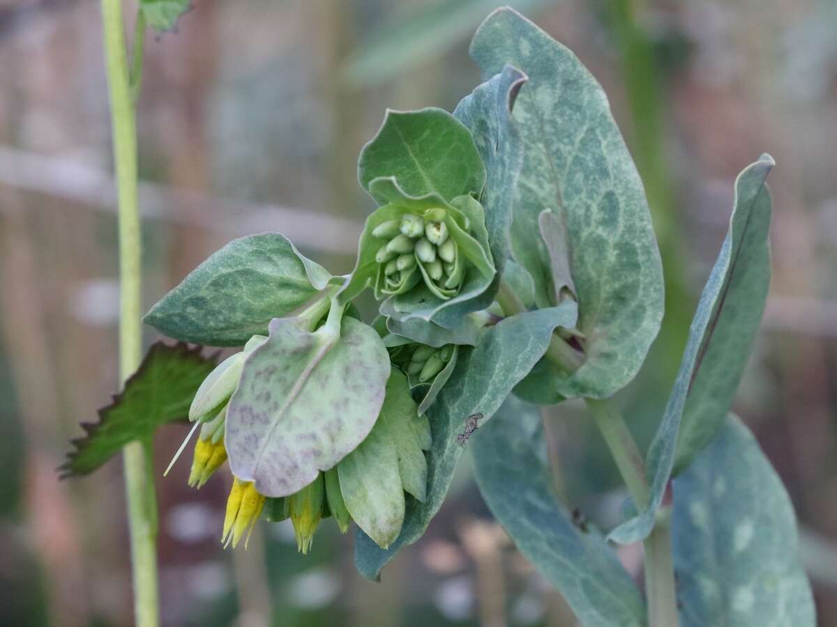 Image of Lesser Honeywort