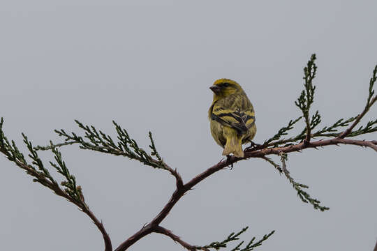 Image of Yellow-crowned Canary