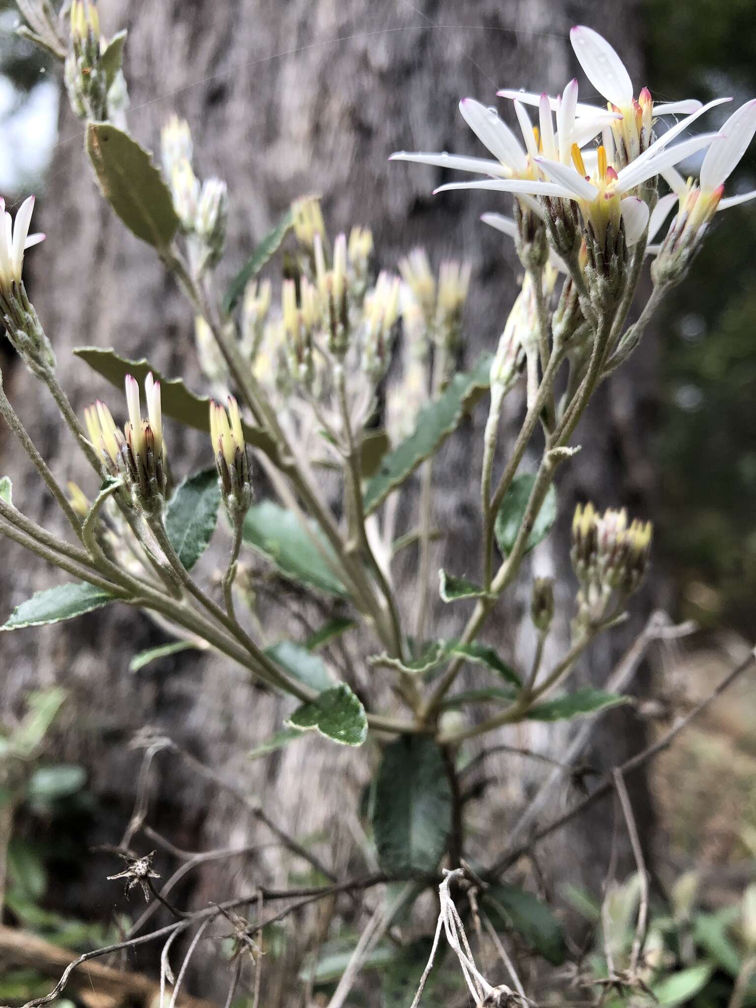 Image of Olearia myrsinoides (Labill.) F. Müll.