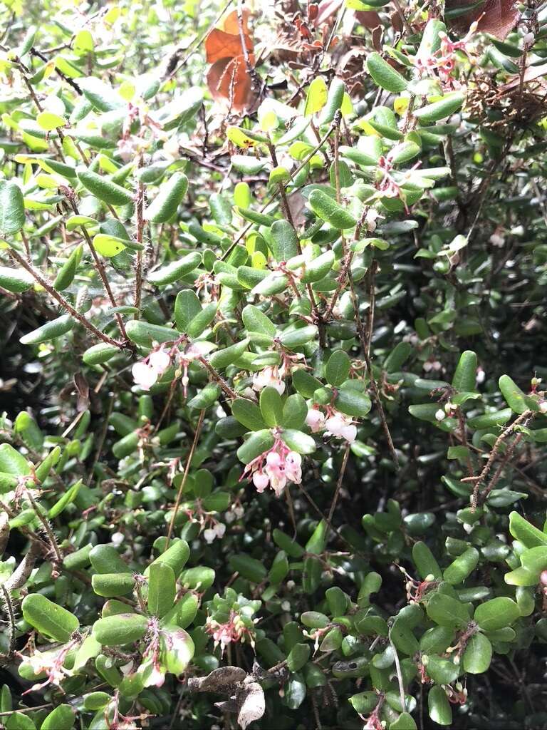 Слика од Arctostaphylos nummularia subsp. mendocinoensis (P. V. Wells) V. T. Parker, M. C. Vasey & J. E. Keeley