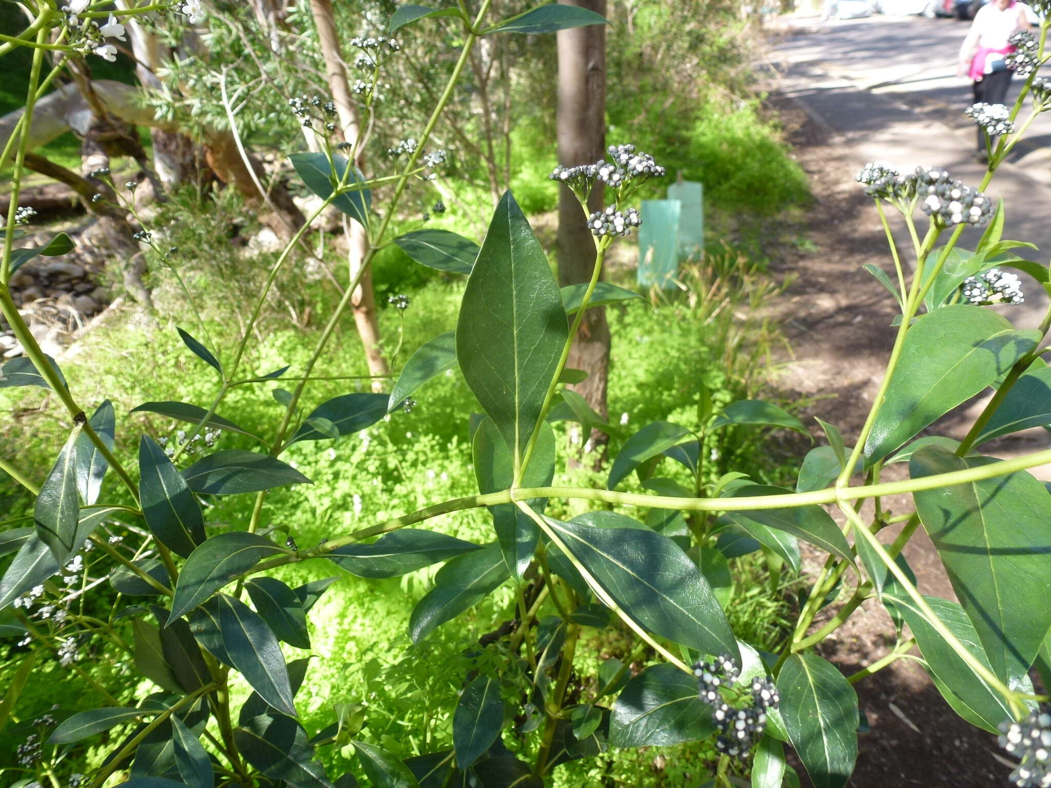 Image of Logania saxatilis G. Perry ex B. J. Conn