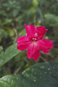 Image of Ruellia curviflora Nees & Mart.