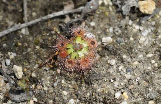 Image of Drosera pulchella Lehm.