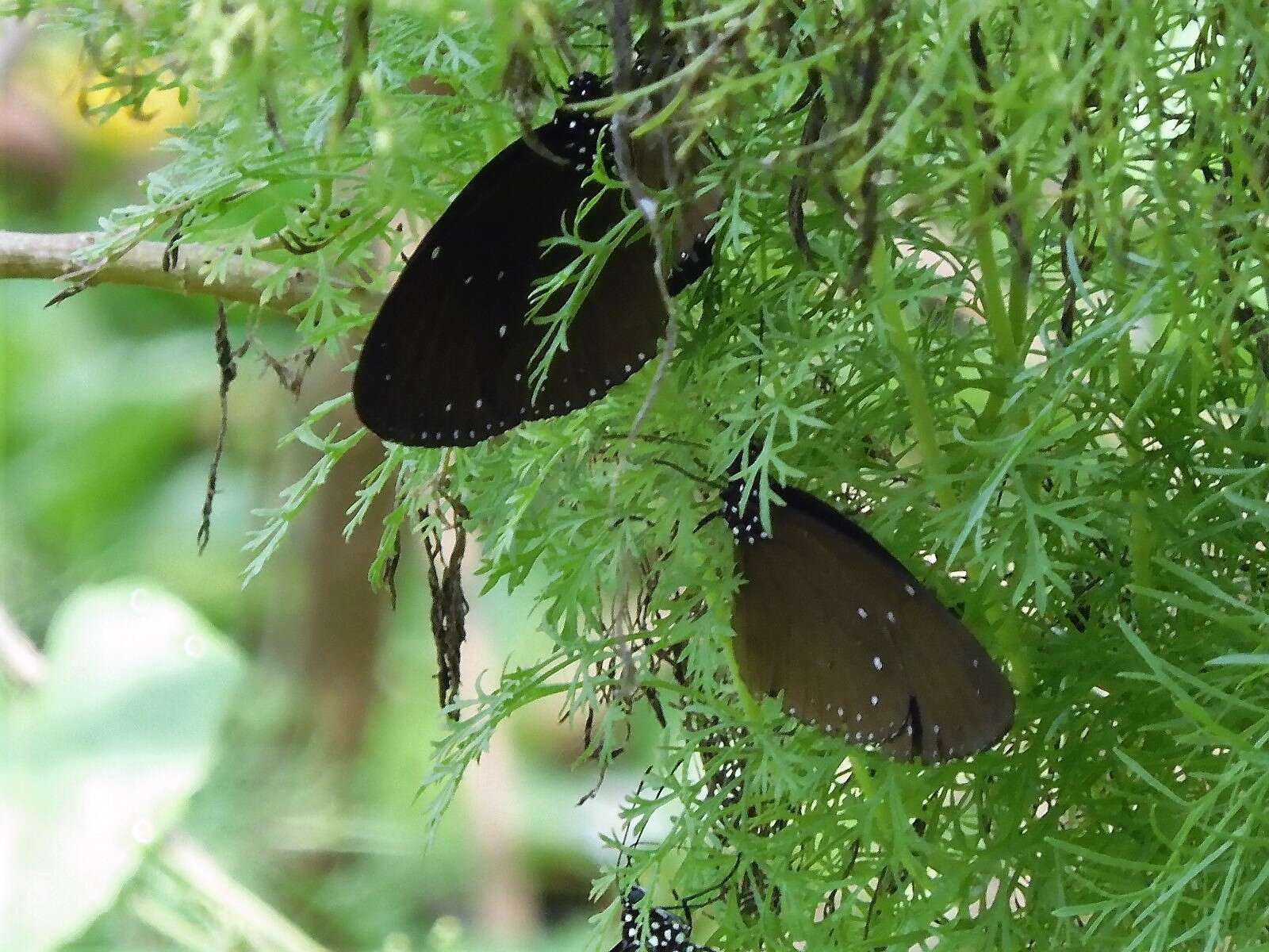 Image of Euploea tulliolus ledereri Felder 1860