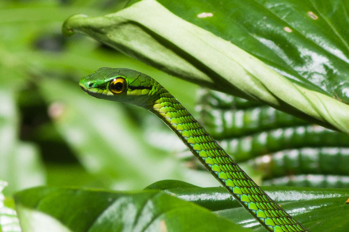 Image of Cope's Parrot Snake