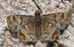 Image of Arizona Powdered-Skipper