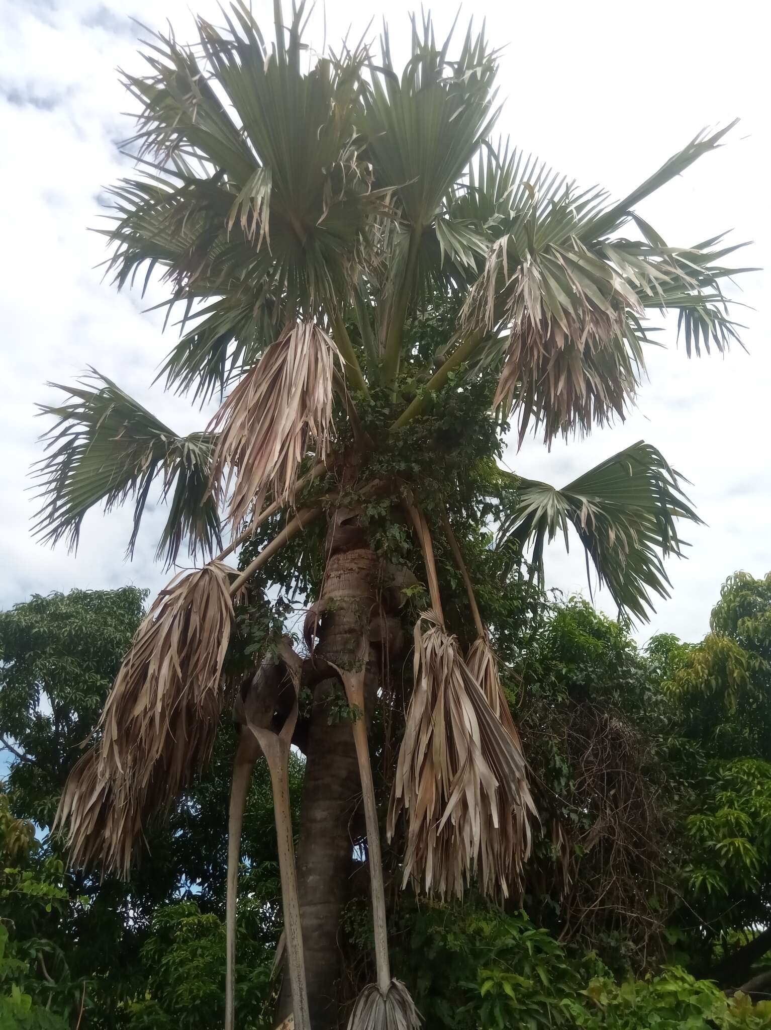 Image of Borassus madagascariensis (Jum. & H. Perrier) Bojer ex Jum. & H. Perrier