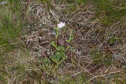 صورة Lysimachia europaea (L.) U. Manns & Anderb.