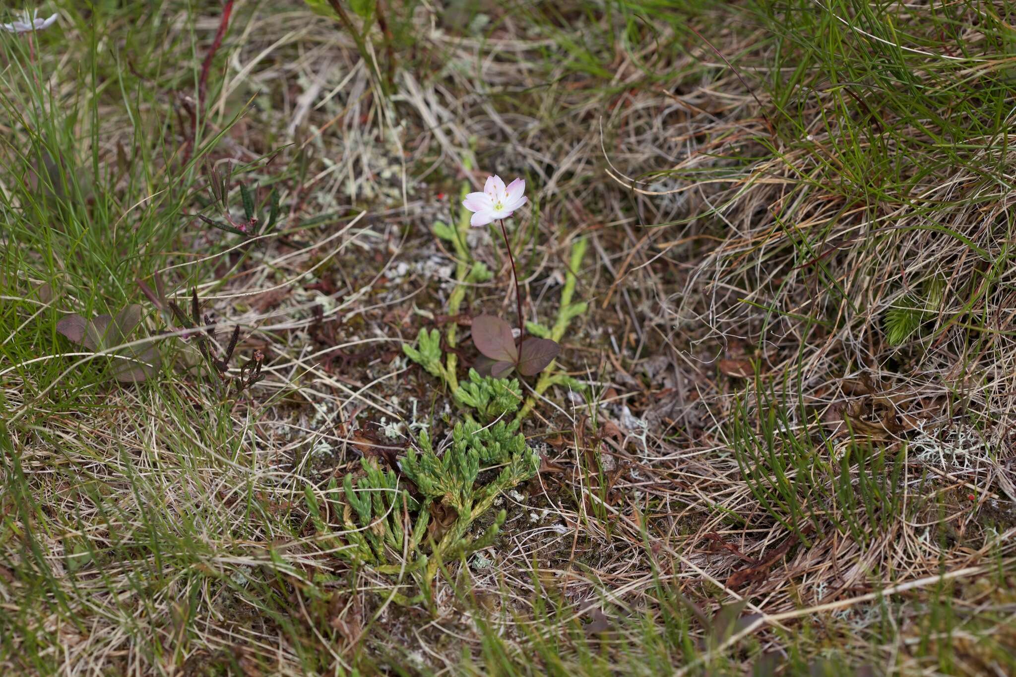 Image of Lysimachia europaea (L.) U. Manns & Anderb.