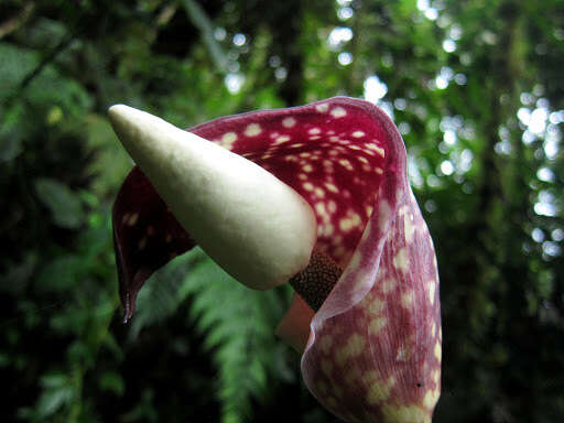 Image of Amorphophallus beccarii Engl.