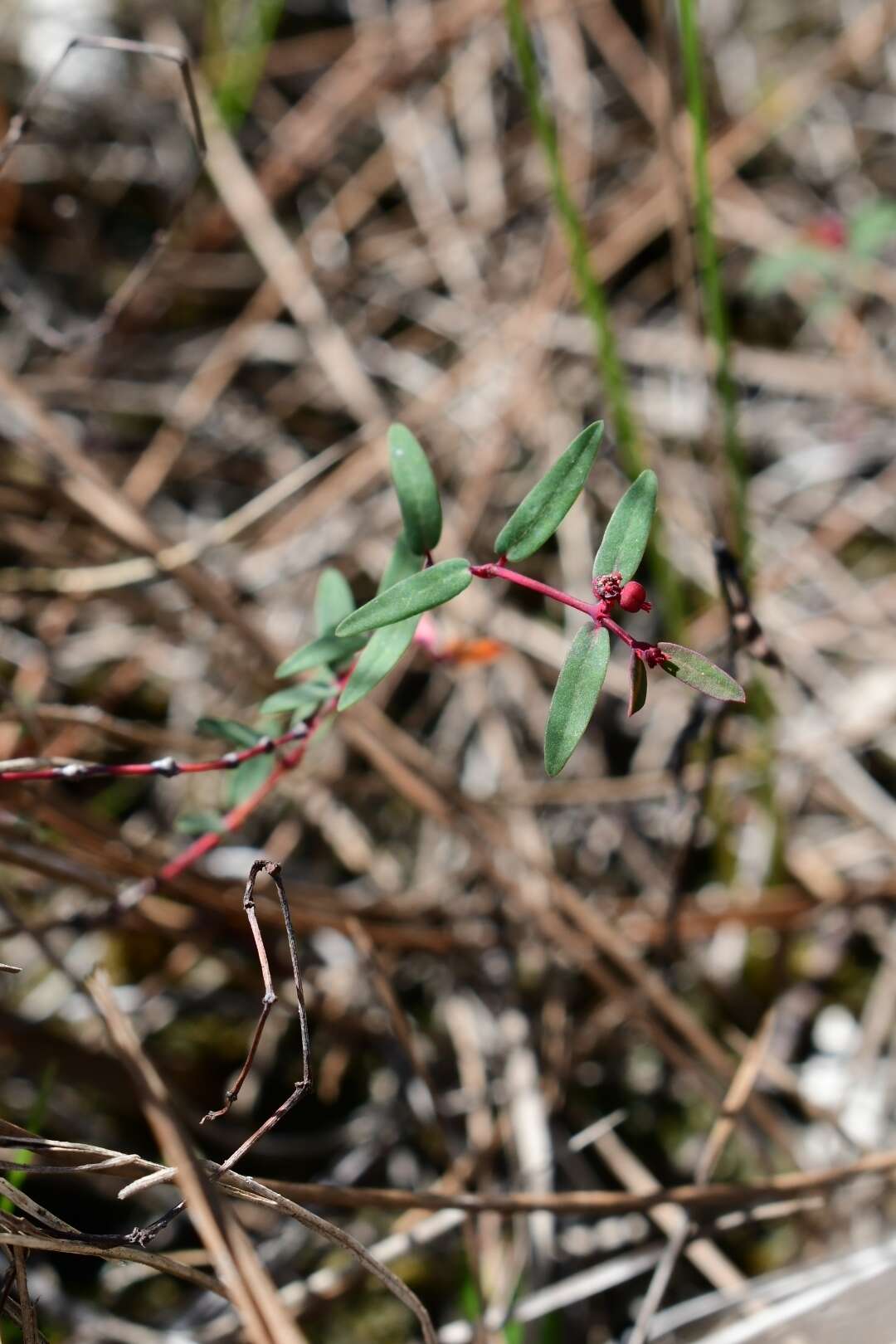 Imagem de Euphorbia gariepina subsp. balsamea (Welw. ex Hiern) L. C. Leach